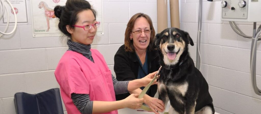 HOW TO BECOME A VETERINARIAN IN ONTARIO min