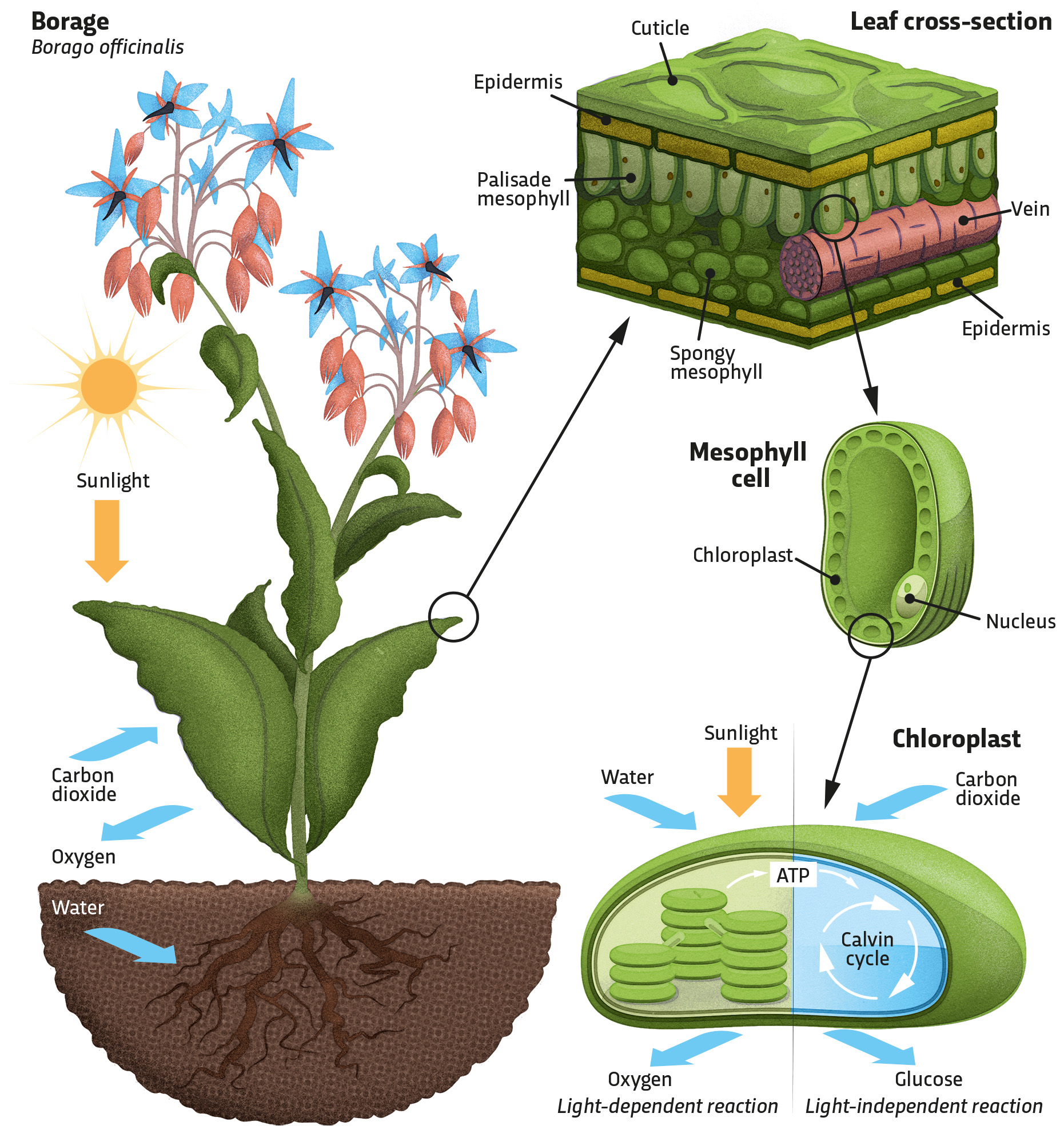 Grade 11 Biology Ontario Photosynthesis